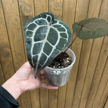 Kép betöltése a galériamegjelenítőbe: DocBlock Anthurium &quot;Michelle 11&quot; ® X &quot;Michelle 1&quot; - 1.
