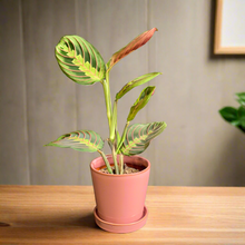 Kép betöltése a galériamegjelenítőbe: Maranta leuconeura Tricolor - Nyílgyökér - Prayer plant - Tropical Home 
