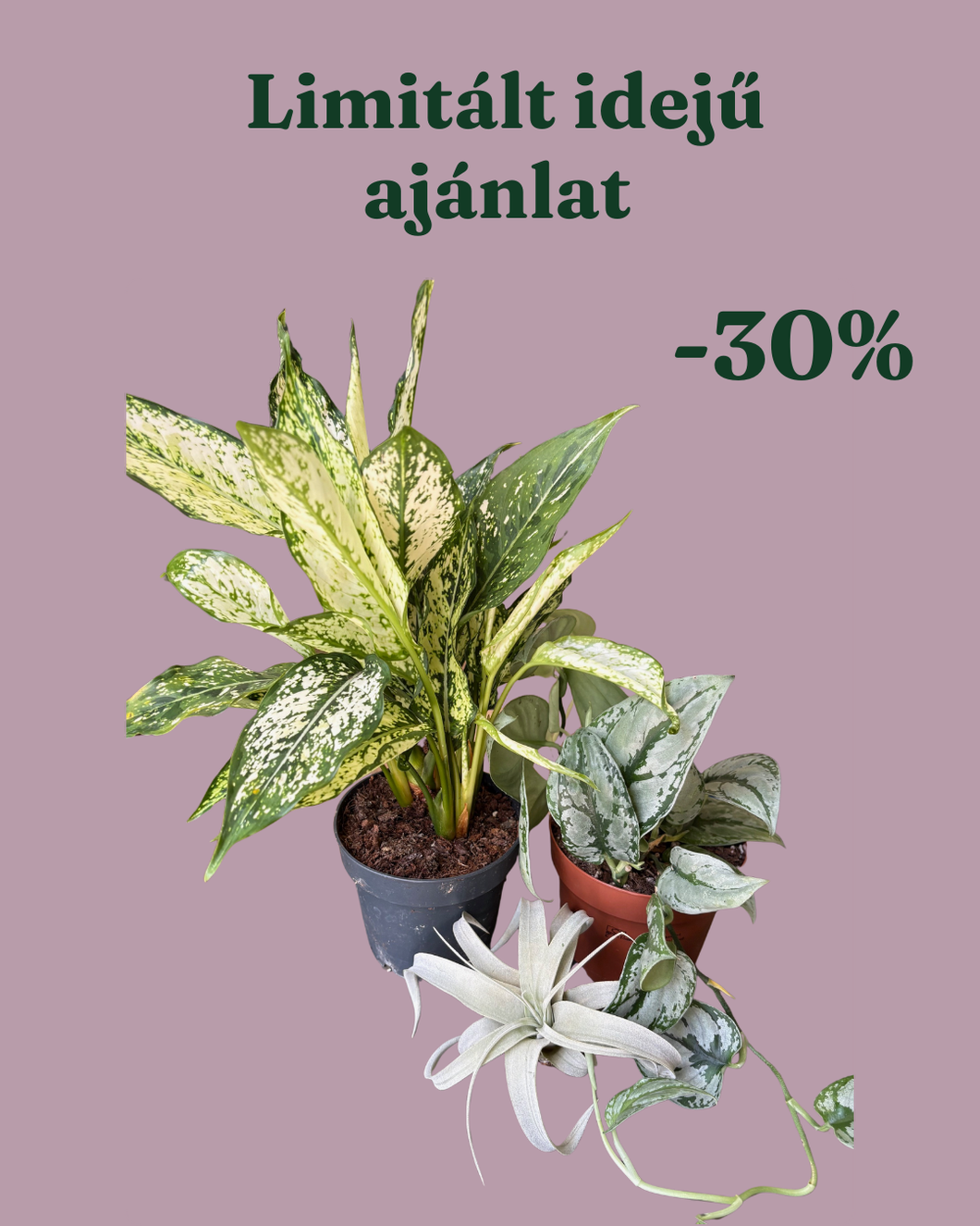 Növénycsomag 10. - 30% kedvezmény