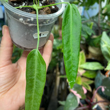 Kép betöltése a galériamegjelenítőbe: Anthurium pallidiflorum 1. - Saját szaporítás
