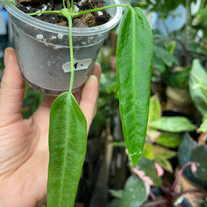 Anthurium pallidiflorum 1. - Saját szaporítás