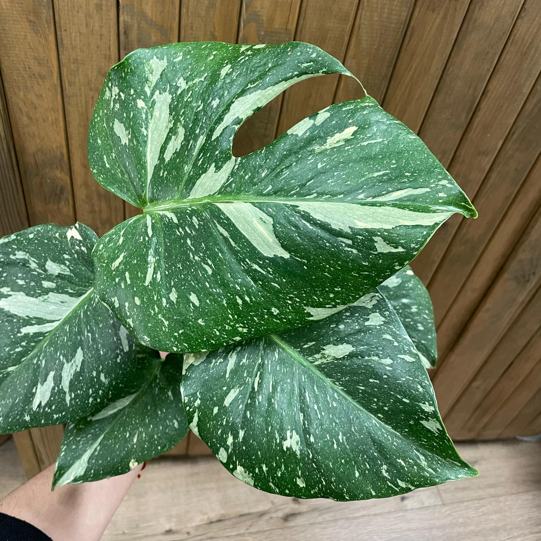 Monstera deliciosa “Thai constellation” 4. - 2 töves