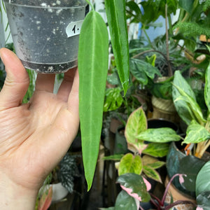 Anthurium pallidiflorum 1. - Saját szaporítás