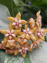 Kép betöltése a galériamegjelenítőbe: Hoya coriacea silver - Saját szaporítás
