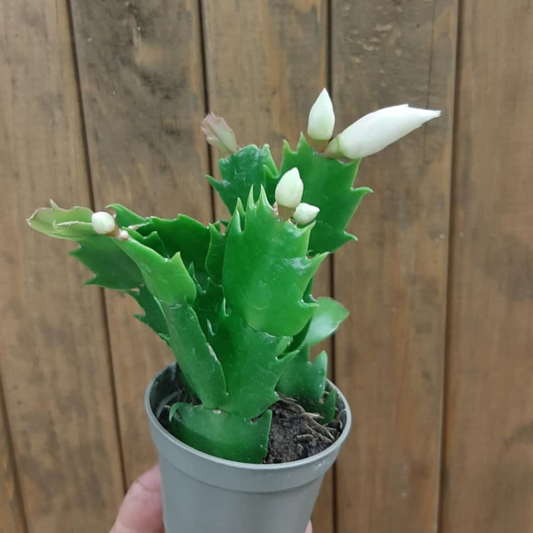 Schlumbergera bridgesii mini - Karácsonyi kaktusz, 3 színben - Christmas cactus