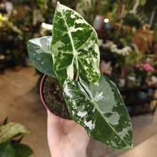 Kép betöltése a galériamegjelenítőbe: Alocasia &quot;Frydek&quot; variegata 6.
