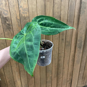 Anthurium Red spider hybrid x forgetii 1.