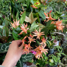Kép betöltése a galériamegjelenítőbe: Rhipsalidopsis - Húsvéti kaktusz, 3 színben - Easter cactus - Tropical Home 
