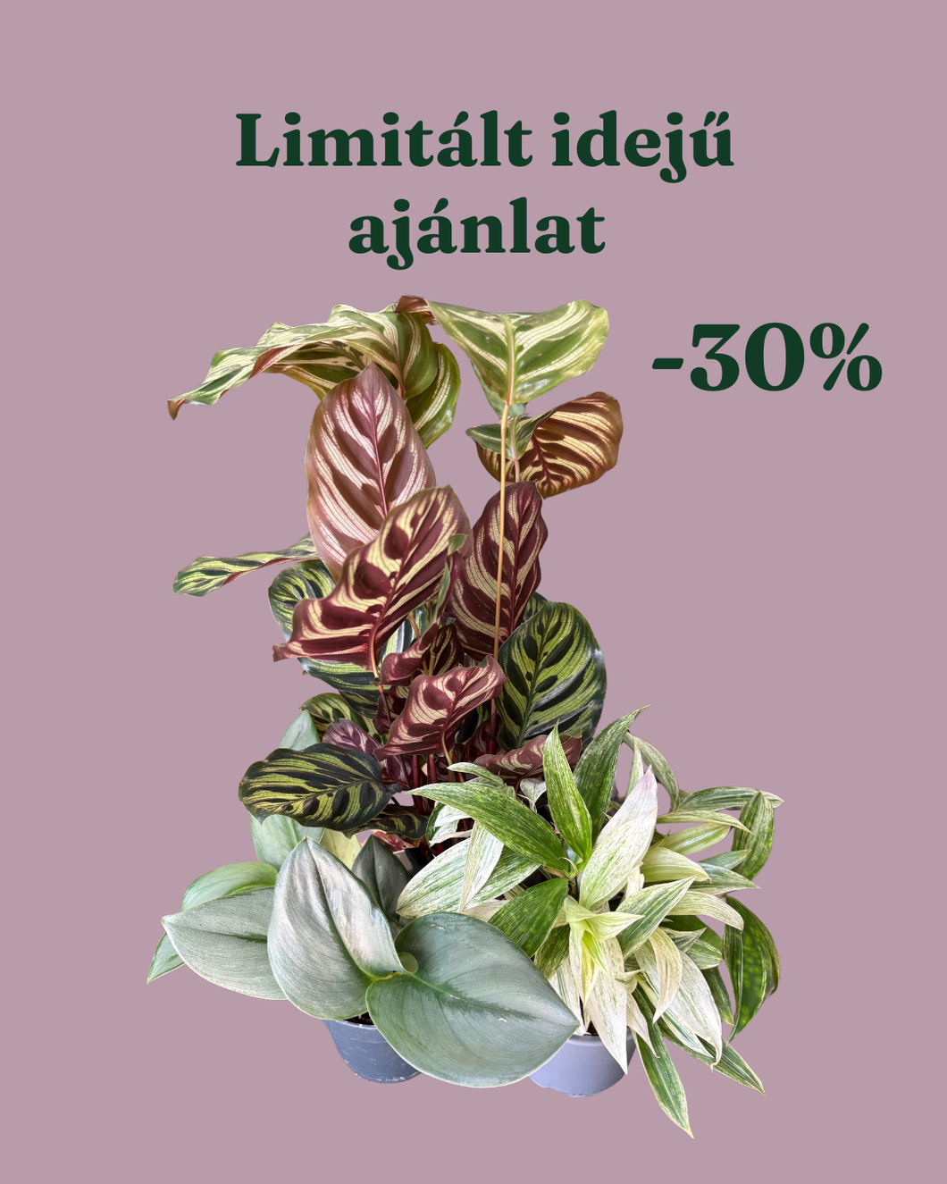 Növénycsomag 8. - 30% kedvezmény