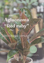 Kép betöltése a galériamegjelenítőbe: Aglaonema &quot;Red ruby&quot; - karácsonyi ajándékcsomag

