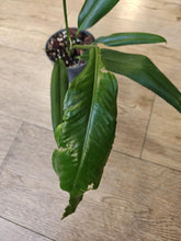 Kép betöltése a galériamegjelenítőbe: Anthurium bakeri - Szépséghibás
