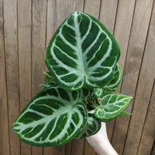 Kép betöltése a galériamegjelenítőbe: Anthurium crystallinum &quot;Silver b(l)ush&quot; - Tropical Home 
