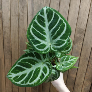 Anthurium crystallinum "Silver b(l)ush" - Tropical Home 
