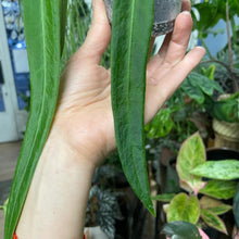 Kép betöltése a galériamegjelenítőbe: Anthurium pallidiflorum 3. - Saját szaporítás
