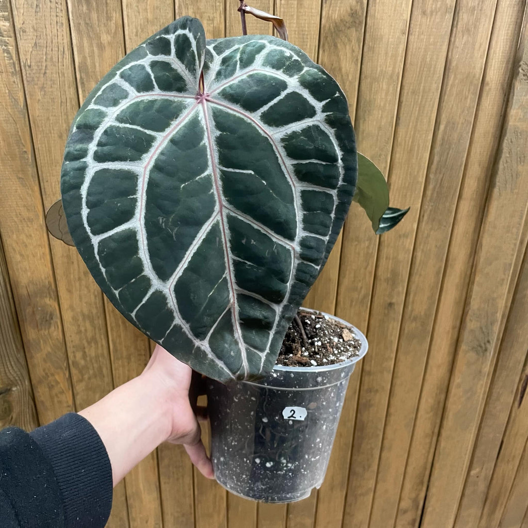 DocBlock Anthurium 