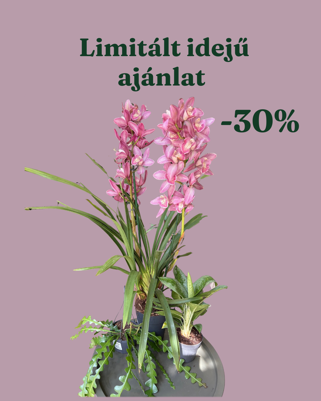 Növénycsomag 7. - 30% kedvezmény - CSAK SZEMÉLYES ÁTVÉTELLEL
