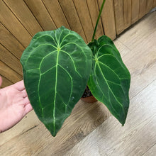 Kép betöltése a galériamegjelenítőbe: Anthurium Red spider hybrid x forgetii 2.
