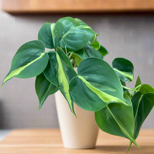 Philodendron scandens 