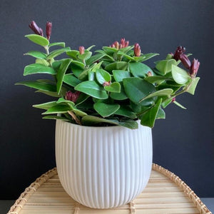 Aeschynanthus "Mona lisa" - Rúzsvirág - Lipstick plant - Tropical Home 