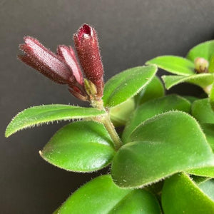 Aeschynanthus "Mona lisa" - Rúzsvirág - Lipstick plant - Tropical Home 