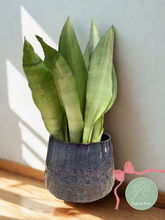 Kép betöltése a galériamegjelenítőbe: Sansevieria trif. "Moonshine" - ajándékcsomag gondozási útmutatóval
