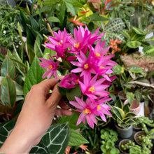 Kép betöltése a galériamegjelenítőbe: Rhipsalidopsis - Húsvéti kaktusz, 3 színben - Easter cactus - Tropical Home 
