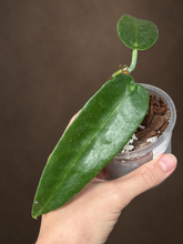 Kép betöltése a galériamegjelenítőbe: Hoya "Seanie" 8cm - Saját szaporítás
