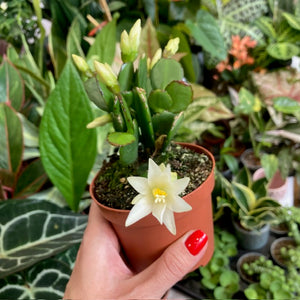 Rhipsalidopsis - Húsvéti kaktusz, 3 színben - Easter cactus - Tropical Home 