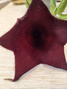 Stapelia leendertziae - Dögvirág