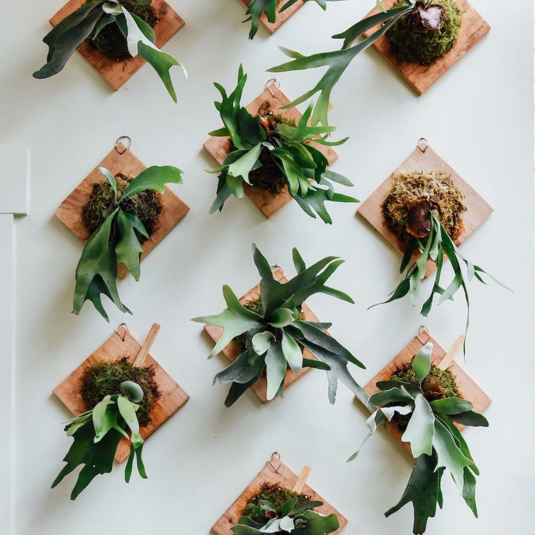 Páfránykötöző workshop - szeptember 3. 18:30 - Tropical Home 