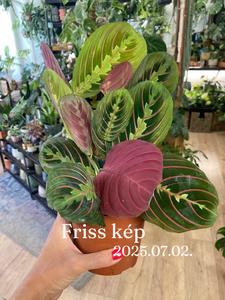 Maranta leuconeura Tricolor - Nyílgyökér - Prayer plant - Tropical Home 