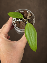 Kép betöltése a galériamegjelenítőbe: Hoya cutis porcelana 6cm - Saját szaporítás
