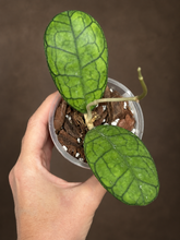 Kép betöltése a galériamegjelenítőbe: Hoya finlaysonii round leaf 8cm - Saját szaporítás
