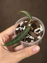 Kép betöltése a galériamegjelenítőbe: Hoya hypolasia 6cm - Saját szaporítás
