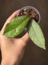 Kép betöltése a galériamegjelenítőbe: Hoya mitrata silver (Buntok) 6cm - Saját szaporítás
