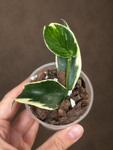 Kép betöltése a galériamegjelenítőbe: Hoya polyneura albomarginata 6cm - Saját szaporítás
