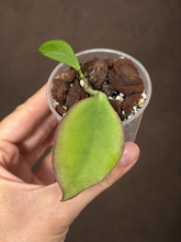 Kép betöltése a galériamegjelenítőbe: Hoya pseudolittoralis 6/8cm - Saját szaporítás
