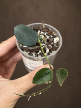 Kép betöltése a galériamegjelenítőbe: Hoya thomsonii pink 6cm - Saját szaporítás
