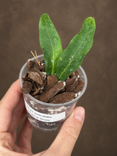 Kép betöltése a galériamegjelenítőbe: Hoya amicabilis 6cm  - Saját szaporítás
