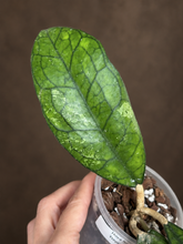 Kép betöltése a galériamegjelenítőbe: Hoya finlaysonii 8cm - Saját szaporítás
