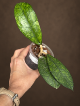 Kép betöltése a galériamegjelenítőbe: Hoya finlaysonii 8cm - Saját szaporítás
