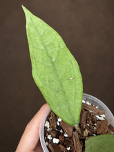 Kép betöltése a galériamegjelenítőbe: Hoya sp. Germany silver 8cm  - Saját szaporítás
