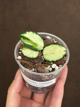 Kép betöltése a galériamegjelenítőbe: Hoya mathilde variegata 6cm  - Saját szaporítás
