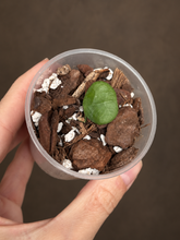 Kép betöltése a galériamegjelenítőbe: Hoya obcordata 6cm  - Saját szaporítás
