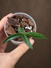 Kép betöltése a galériamegjelenítőbe: Hoya paradisea 6cm  - Saját szaporítás

