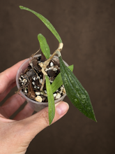 Kép betöltése a galériamegjelenítőbe: Hoya rigidifolia 6cm  - Saját szaporítás
