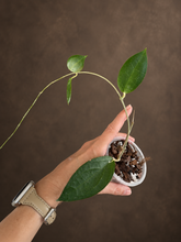 Kép betöltése a galériamegjelenítőbe: Hoya sp. UT033 8cm - Saját szaporítás
