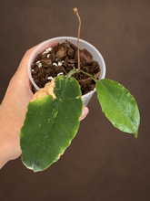 Kép betöltése a galériamegjelenítőbe: Hoya versteegii 9cm - Saját szaporítás
