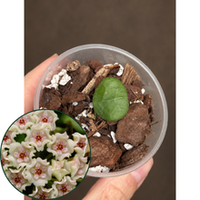 Kép betöltése a galériamegjelenítőbe: Hoya obcordata 6cm  - Saját szaporítás
