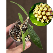Kép betöltése a galériamegjelenítőbe: Hoya rigidifolia 6cm  - Saját szaporítás
